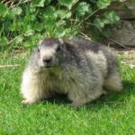 1200px-Marmota_marmota_04_by_Line1