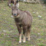 1200px-Naemorhedus_caudatus_Toruń2