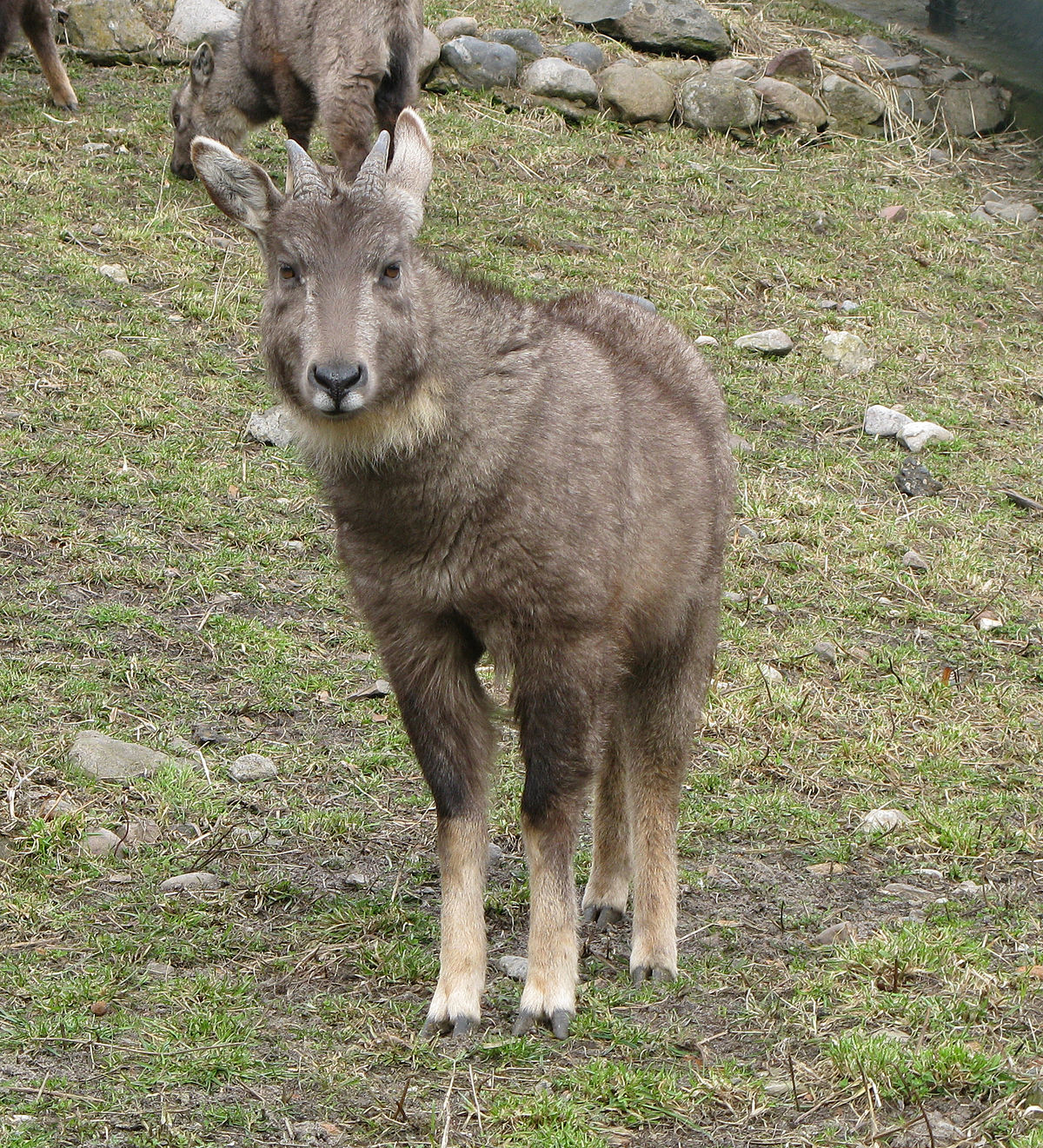 Goral východní