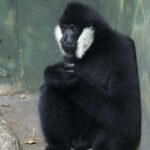 1200px-Nomascus_leucogenys.gk