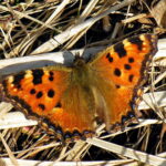 1200px-Nymphalis_polychloros