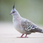1200px-Ocyphaps_lophotes_-_Lake_Parramatta_Reserve