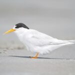1200px-Sterna_nereis_-_Little_Swanport