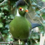 1200px-Tauraco_leucotis