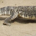 1200px-Varanus_exanthematicus_(SqueakyMarmot)