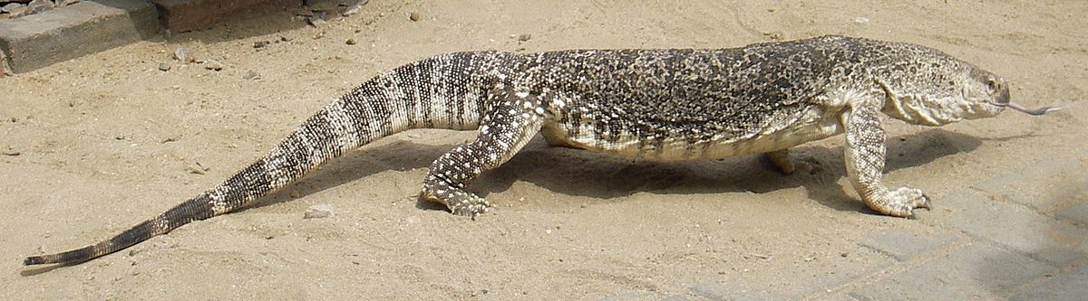 Varan stepní