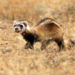 1200px-Wild_steppe_polecat