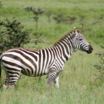 1200px-Zebra_1424