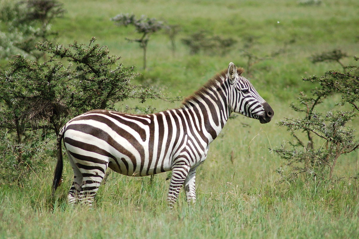 Zebra stepní