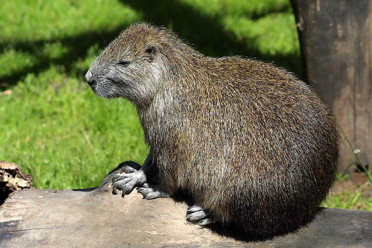 Hutia-konga