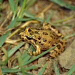 1280px-Painted_Frog_(Discoglossus_pictus)_(36303295821)