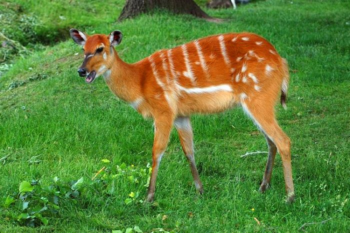 Sitatunga západoafrická