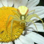 Běžník kopretinový 1449261080-obr-c11-misumena-vatia-50609