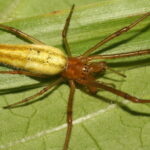 1449261084-obr-a-tetragnatha-extensa-90626
