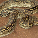 1592645921_763_python-sebae