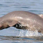 1642284074-orcaella-20brevirostris-20-28m-20matillano-29_0
