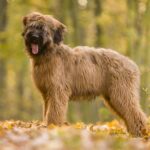 170308112458-briard-jpg