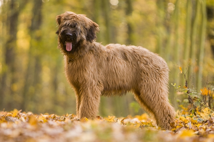 Briard