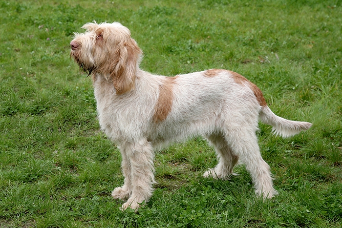 Italský spinone