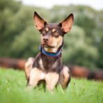 170718080904-kelpie-jpg