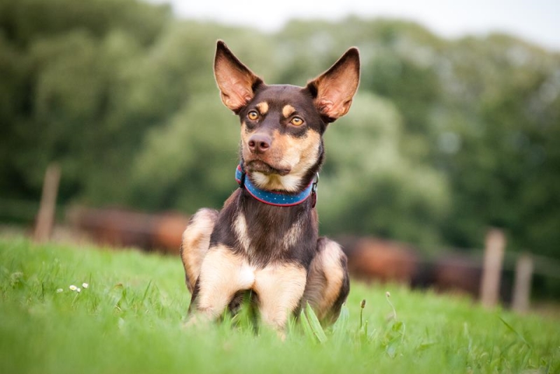 Australská kelpie