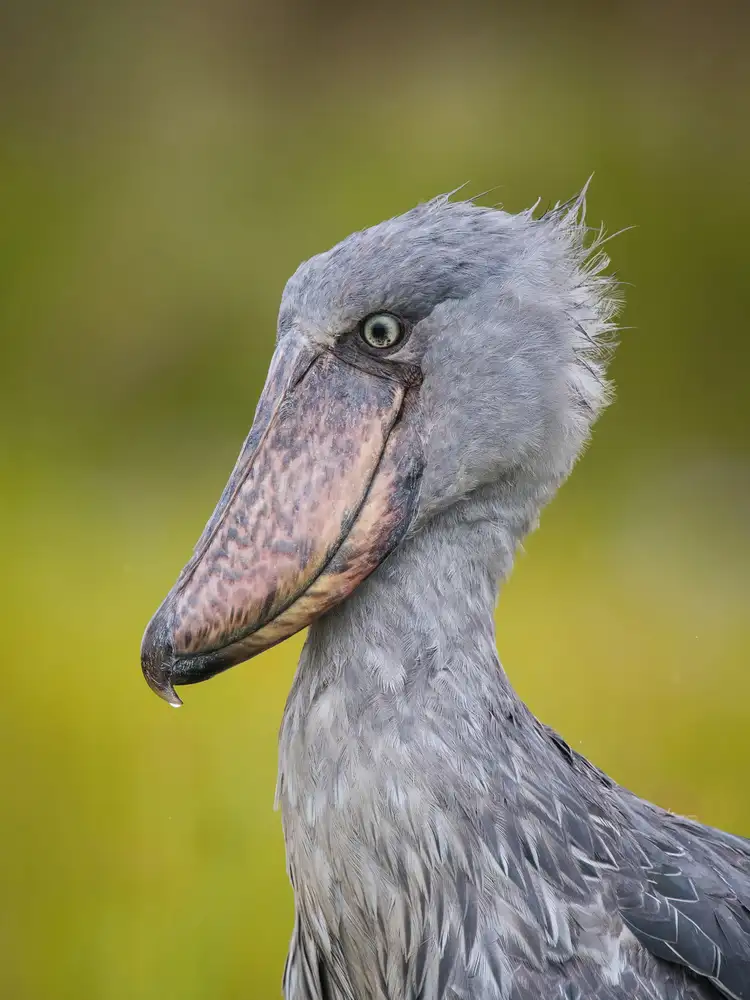 Člunozobec africký