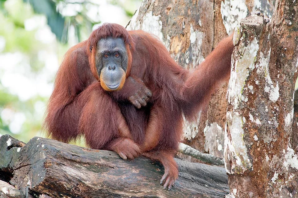 Orangutan bornejský