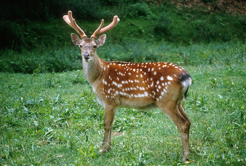 Jelen sika