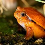 Parosnička srdíčková 20