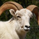 2005_04_27_1582_Dall_Sheep