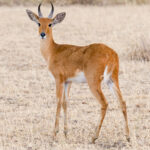 2009-reedbuck