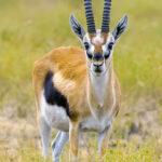 2009-thom-gazelle