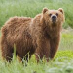 2010-kodiak-bear-1