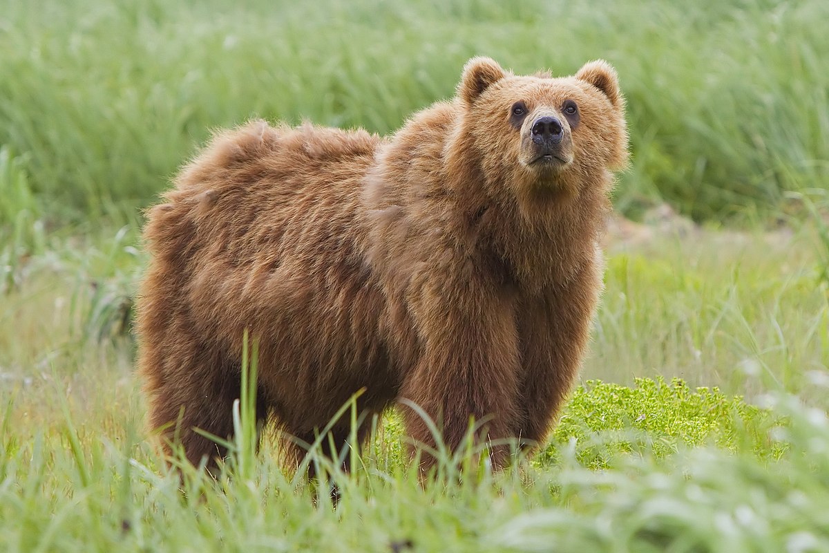 Medvěd kodiak