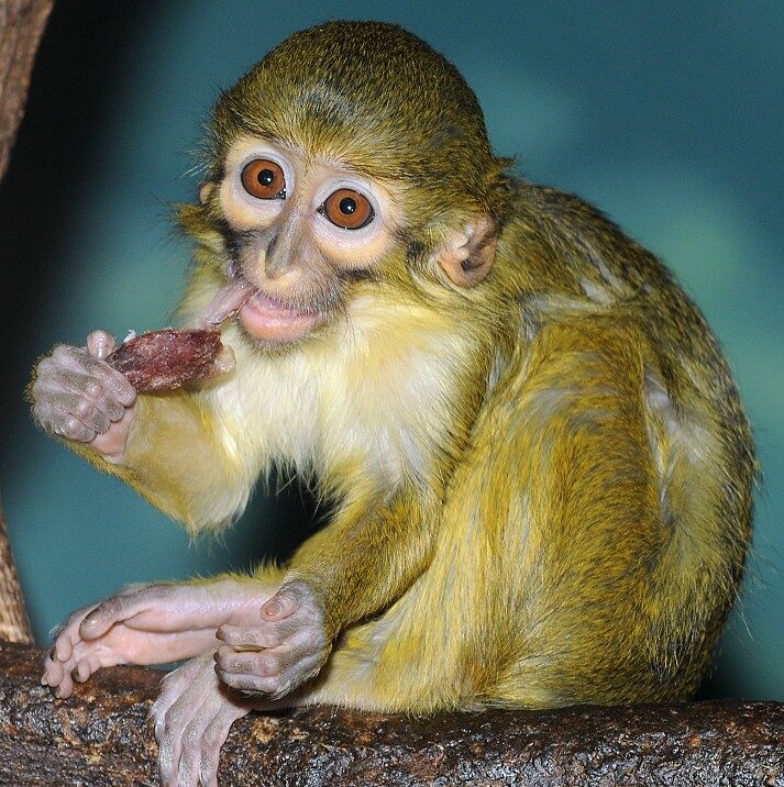 Talapoin severní