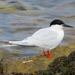 2021-07-10_Sterna_dougallii,_St_Marys_Island,_Northumberland_17