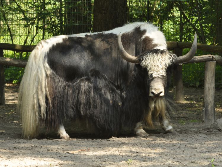 Jak domácí