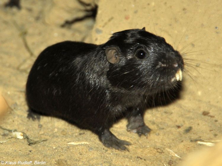 Kururo