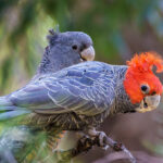 Kakadu přilbový 22434777102_7c9670c802_b