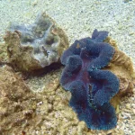 2560px-bc3a9nitiers-28tridacnidae29
