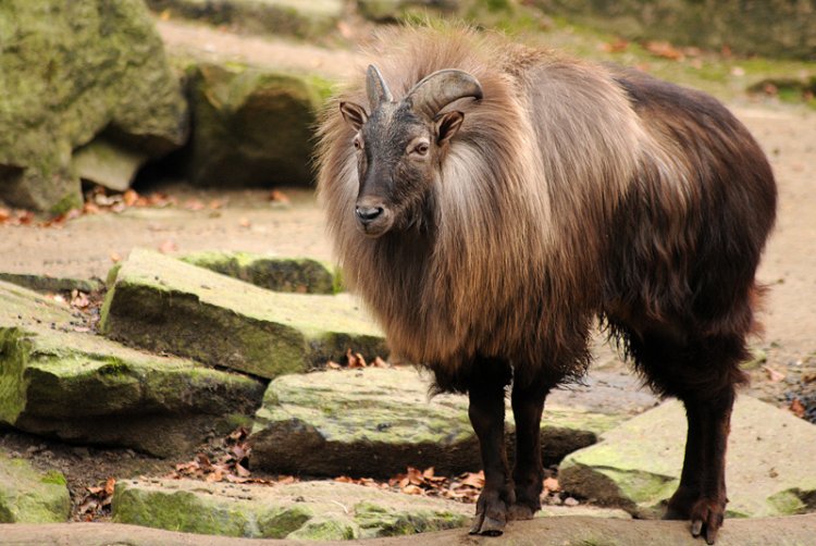 Tahr himálajský