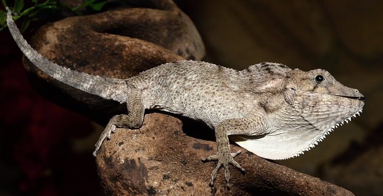 Chameleon vousatý