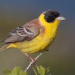 28-090504-black-headed-bunting-at-first-layby