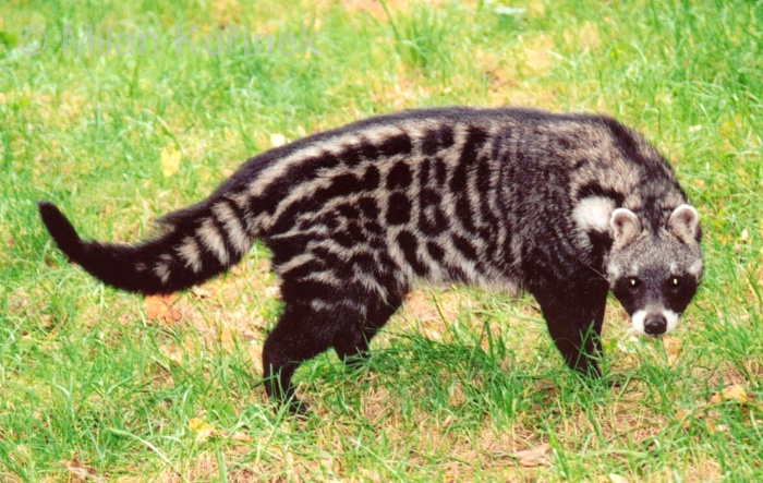 Cibetka africká