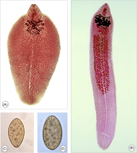 Fasciola gigantica