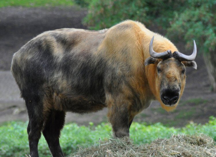 Takin tibetský