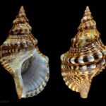 3114_Charonia_lampas_1_1