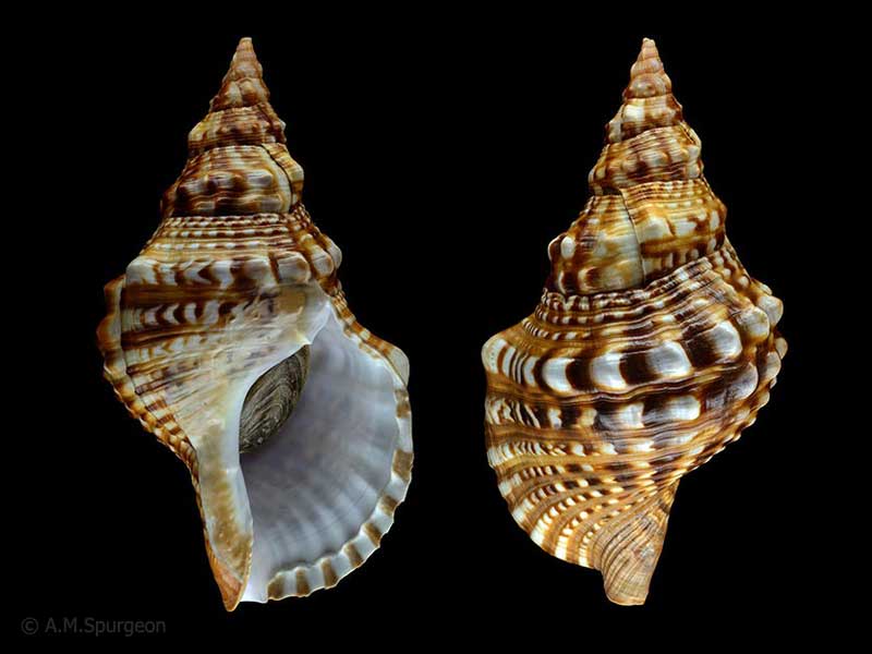 Tritonka římská
