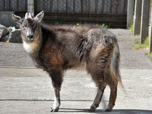 Goral mandžuský