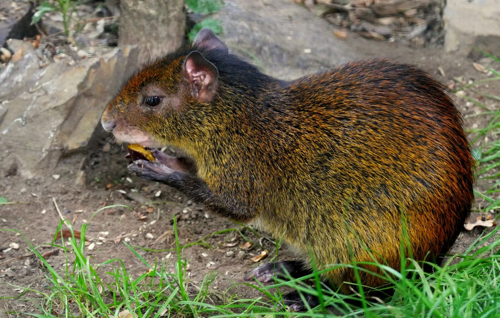 Aguti černohřbetý